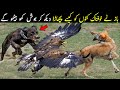 How Eagle Defeat Two Dogs | This Video Will Make You Shook | Planet Earth