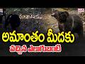 అల్లూరి జిల్లాలో ఎలుగుబంటి సంచారం | Bear Hulchul In Alluri District | CVR News