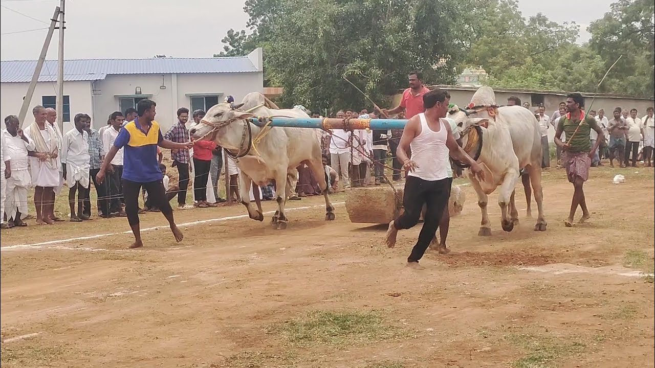 Old category |Ongolebulls race (part2 video) #youtubevideo #viralvideos #village #ongolebulls #video
