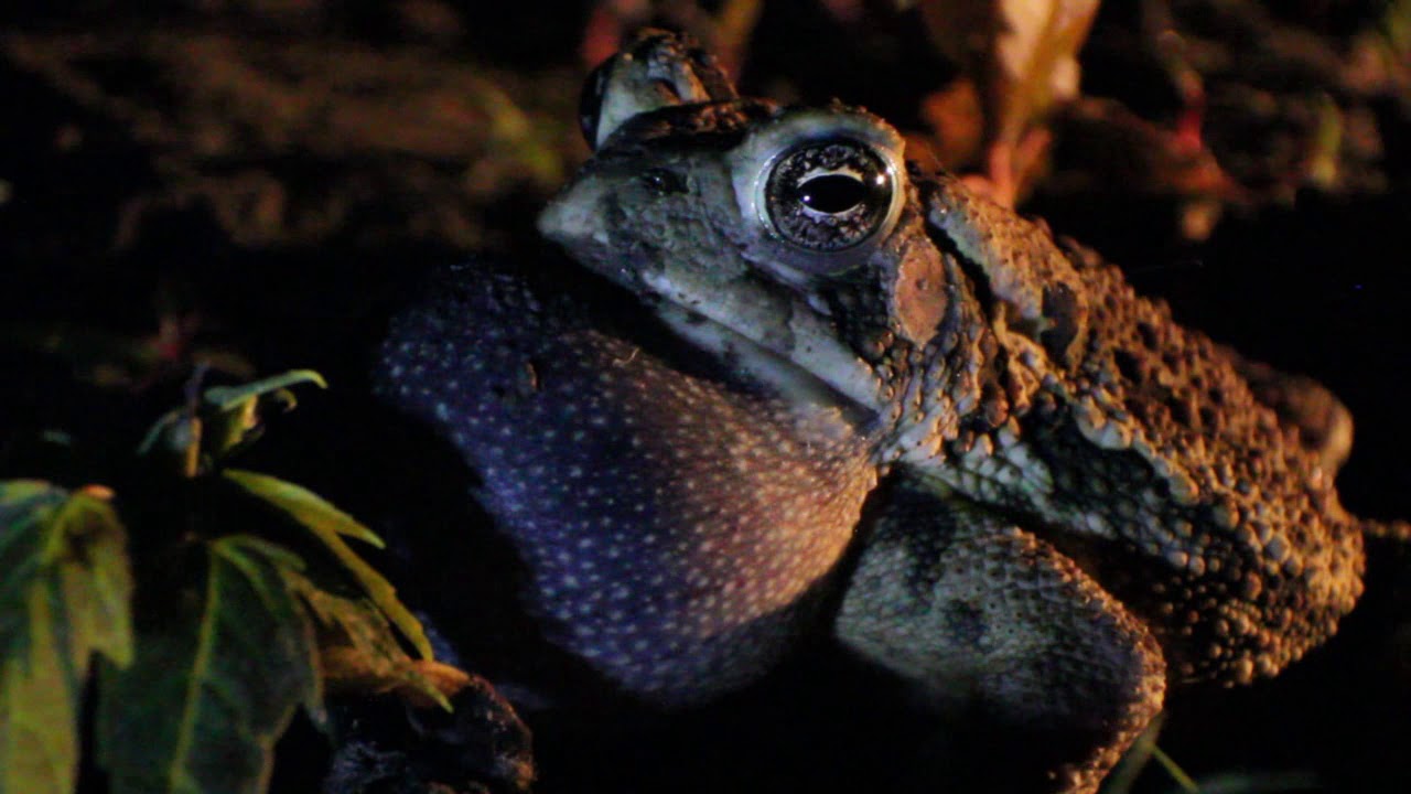 camera iphone 8 plus apk June 6, 2019 - Fowler Toad along the Sangamon River