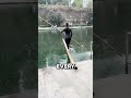 Assassin’s Bamboo?🤯#interesting #shorts