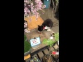 おちょぼ稲荷の出店 アルバイトねこの花子