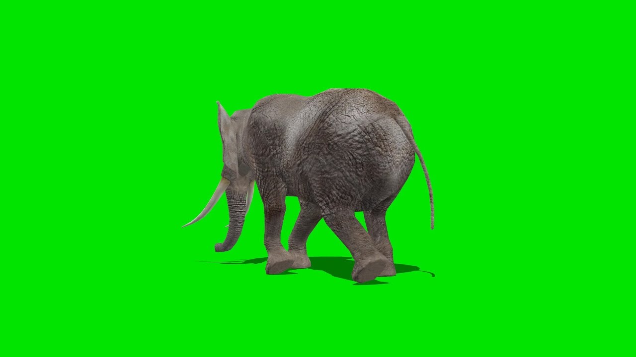 elephant walking - green screen 3 - YouTube