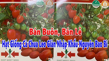 đại lý bán buôn bán lẻ hạt giống cà chua leo giàn hàng hai mũi tên đỏ nhập khẩu thái lan nguyên bao