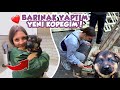 SOKAK HAYVANLARINA BARINAK YAPTIM | YENİ KÖPEĞİM🐶