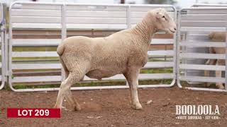 Lot 209