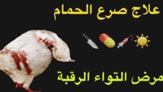 العلاج الوحيد لمرض بوعنيق الذي يصيب الحمام (0dh)️️/إلتواء الرقبة/