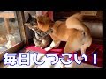 ボス猫クロに色んな小細工をして挑み続ける柴犬ハナの日常 -- Shiba and cat --