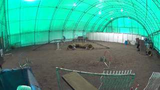 Bengi at agility class - Dec. 22, 2014 by James Johannes 27 views 9 years ago 1 minute, 3 seconds