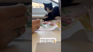 Поведение дома и в гостях 😂#котики #кошка #вышивкабисером #вышивка