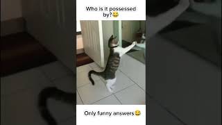 Possessed Cat fighting with it&#39;s reflection #shorts #funny #viral