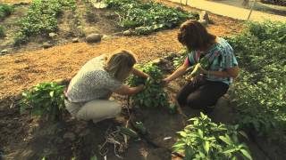 Healthier School Meals