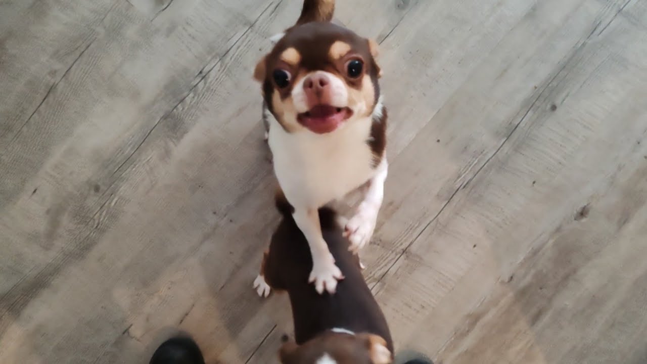 Chihuahua dogs can't wait to see owners again they missed them so much!