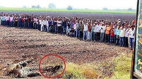 Leopard Rescue opration Successful ट्रप में फसा तेंदुआ, हजारो की तादाद में लोगों ने की भिड, देखिए