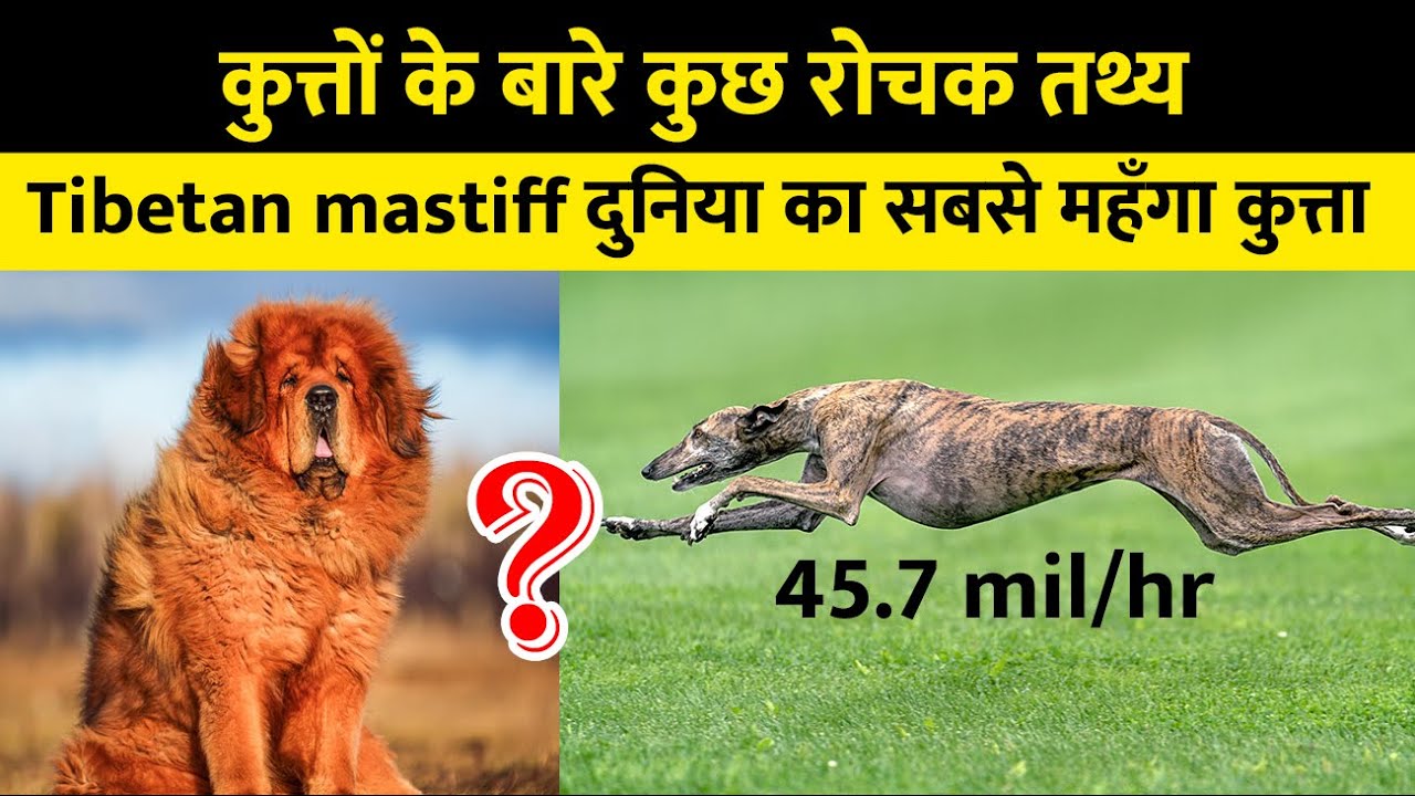 Amazing Facts In Hindi About Dogs Dog Facts Popular Dogs Rochak Amazing Facts In Hindi About Dogs Dog Facts Popular Dogs Rochak