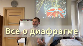 Диафрагма. Анатомия, связи, причины нарушений в ее работе