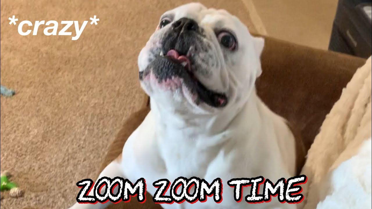 ZOOMIE TIME! Gus The English Bulldog YouTube