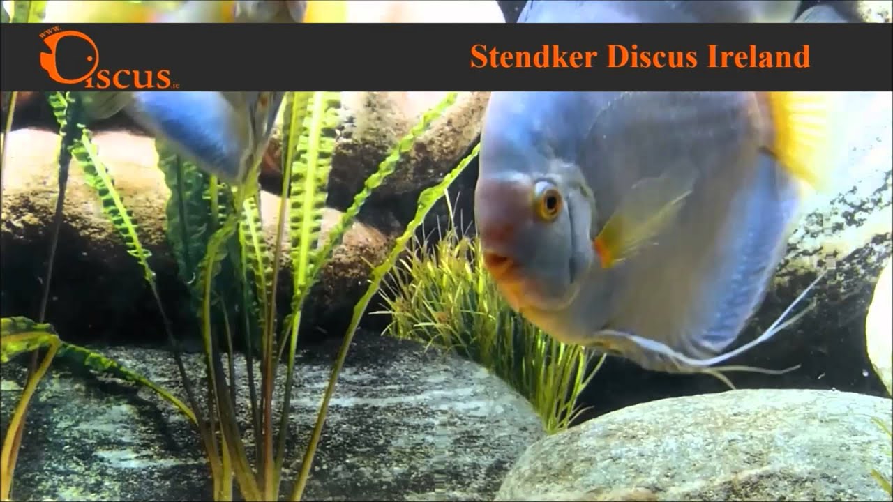 Stendker Discus Chart Discus.ie - Stendker Blue Dimond size from 5 cm up to Jumbo - YouTube