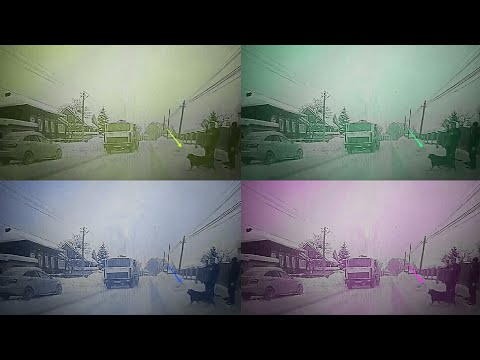 Примета собака бросилась под колеса машины