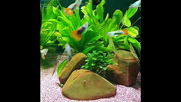 #fish#fisch#Fisch#Fische#рыба#рыбалка#Аквариум#аквариумные рыбки#рыбак#рыбалка#poisson#pez