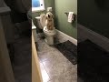 🐾Is there someone in the toilet?♥️