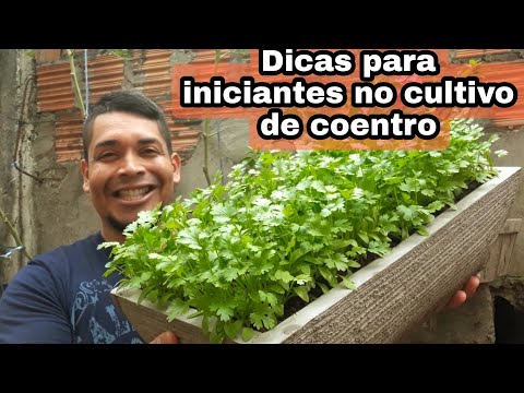 Vídeo: Sementes de Coentro: Como Cultivar Coentro