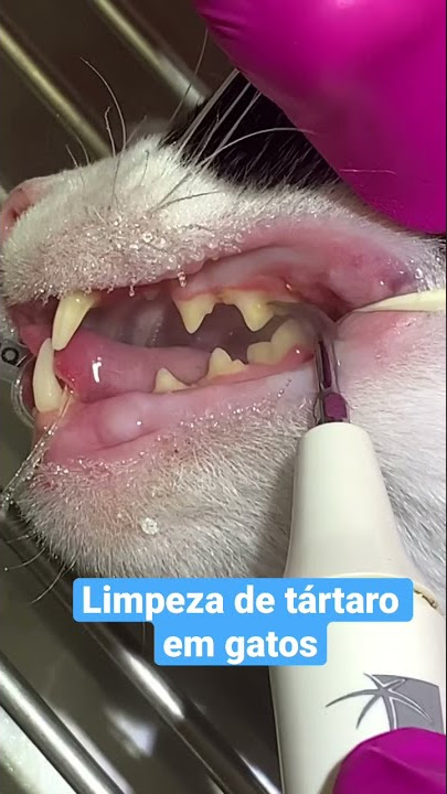 Limpeza de tártaro em gato