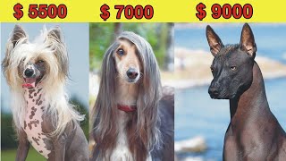 8 Most Expensive Dog Breeds in the World | The Most Expensive Dog Breeds Ever | Pet