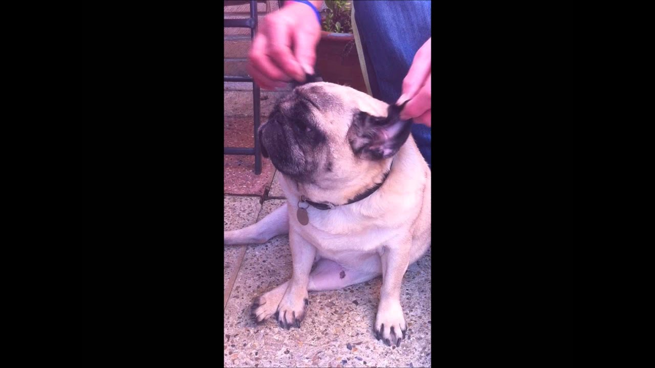 Toby the Pug Ear Dance.wmv