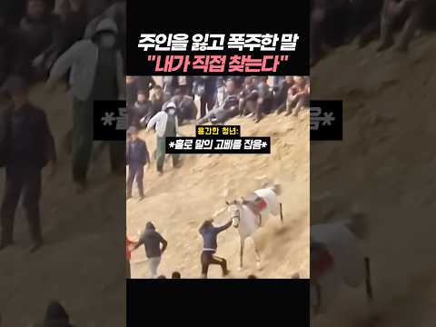 주인을 잃고 직접 주인을 찾아버린 말 thumbnail