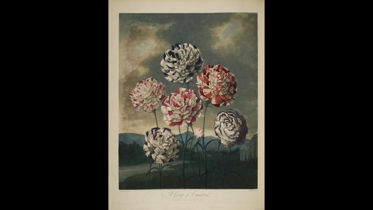 Temple of Flora - 1807 - Robert Thornton