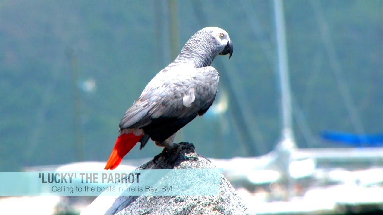 Backyard Scenes – ‘Lucky’ The Parrot in Trellis Bay, British Virgin Islands, Caribbean