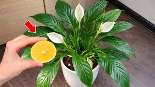 🌸हफ्ते में सिर्फ एक कप! सैकड़ों फूल पूरे साल खिलते हैं और मुरझाते नहीं! screenshot 5