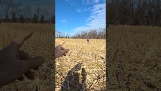 I Found A Civil War Navy Button! #explore. #shortsfeed #4k