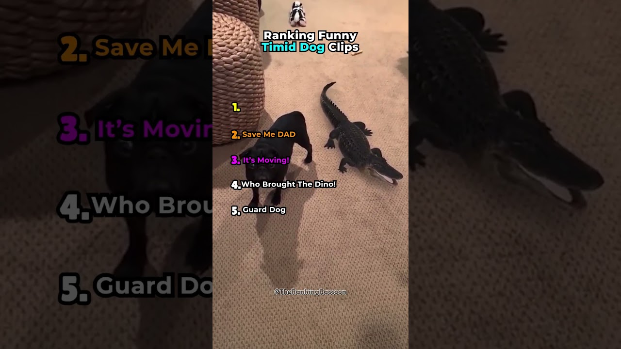 Ranking Funny Timid Dog Clips