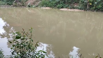 Cao thủ câu cá nheo khủng vào mùa mưa miền Trung.