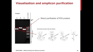 Euphresco Practibar Workshop: DNA BARCODING WET LAB
