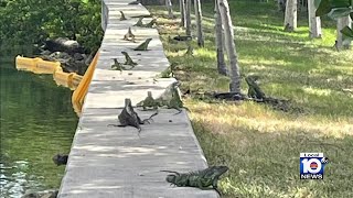 Miami Beach officials coming up with ideas to get rid of invasive iguanas screenshot 5