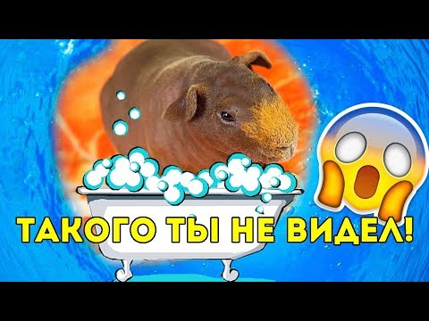 КУПАЮ ЛЫСУЮ МОРСКУЮ СВИНКУ? НУЖНО ПОМЫТЬСЯ! / SvinkiShow