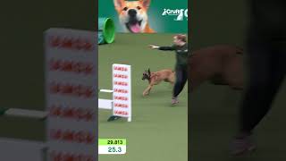 Could you do agility whilst pregnant? 🤯🤯