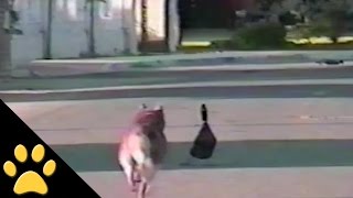 Duck Tricks Dog By Playing Dead