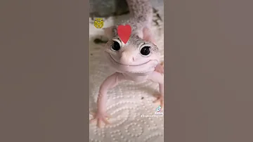 قطع لسان اللى يقول عليك برص 