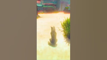 Animal Transformation #shorts