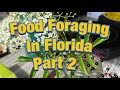 Food Foraging in Fort Dade Battlefield Part 2