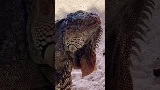 Beautiful Iguana at 5 O’Clock Somewhere Bar &amp; Grill, Margaritaville Beach&amp;Resort, Hollywood, Florida