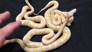 SUPER BANANA LAVENDER ALBINO BALL PYTHON?  Comparing This Year's Hatchlings! Wealth