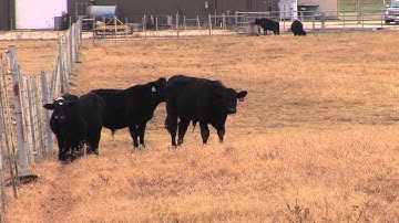 Ron Gill - Preconditioning Calf Management - Determining if a Calf is Sick