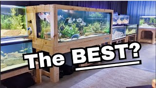 The best thing about DIY fishkeeping is not what you think. by Riffwaters 10,726 views 1 month ago 10 minutes, 7 seconds