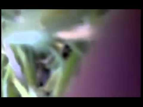 مجزرة النظام السوري اطلاق نار مباشر على المتظاهرين