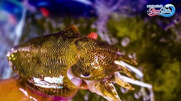 MỰC CÂU | HẢI SẢN RẠN BIỂN